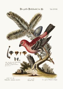 أعظم Bulfinch الديك ، 1749-1773
